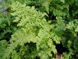 Dryopteris dilatata 'Crispa Whiteside'