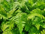 Dryopteris cycadina