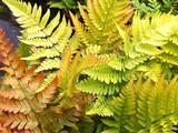 Dryopteris erythrosora