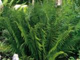 Dryopteris filix-mas