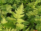 Dryopteris goldiana