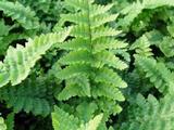 Dryopteris affinis 'Pinderi'