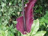 Dracunculus vulgaris