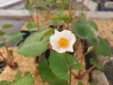 Eomecon chionantha