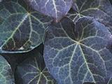 Epimedium pinnatum 'Black Sea'