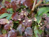 Epimedium pinnatum subsp. colchicum