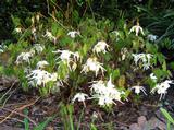 Epimedium 'Creeping Yellow'