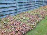 Epimedium perralchicum (x) 'Frohnleiten'