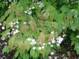 Epimedium grandiflorum