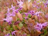 Epimedium grandiflorum 'Lilafee'