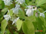 Epimedium youngianum (x) 'Niveum'