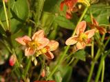 Epimedium pubigerum 'Oranjekönigin'