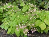 Epimedium pubigerum