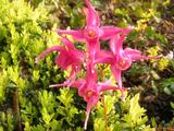 Epimedium grandiflorum 'Red Beauty'