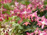 Epimedium rubrum (x) 'Galadriel'