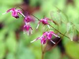 Epimedium grandiflorum 'Rubinkrone'