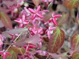 Epimedium rubrum (x)
