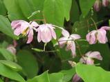 Epimedium 'Sasaki'