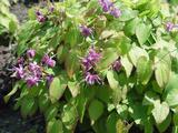 Epimedium grandiflorum 'Shiho'