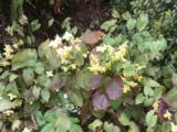 Epimedium versicolor (x) 'Sulphureum'