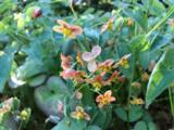 Epimedium warleyense (x)