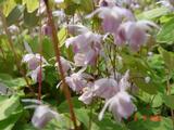 Epimedium youngianum (x)'Roseum'