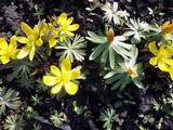 Eranthis cilicica