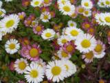 Erigeron karvinskianus