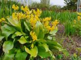 Erythronium 'Pagoda'