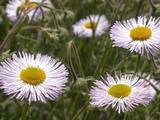 Erigeron 'Professor Korodil'