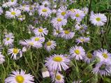 Erigeron 'Quakeress'