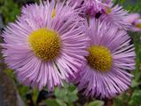 Erigeron 'Rosa Juwel'