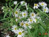 Erigeron 'Sommerneuschnee'
