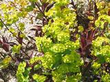Euphorbia amygdaloides 'Purpurea'