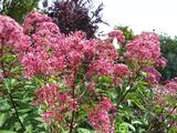 Eupatorium maculatum 'Atropurpureum'