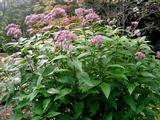 Eupatorium dubium 'Baby Joe' PBR