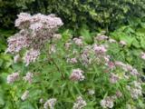 Eupatorium cannabinum