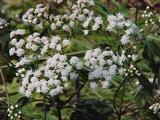 Eupatorium rugosum 'Chocolate'