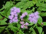 Eupatorium coelestinum