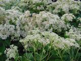 Eupatorium maculatum 'Album'
