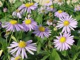 Eurybia spectabilis 'Macho Blue' [J.S.]