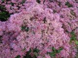 Eupatorium maculatum 'Purple Bush'