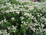 Eupatorium perfoliatum