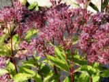 Eupatorium maculatum 'Phantom'