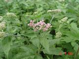 Eupatorium cannabinum 'Plenum'