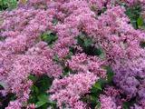 Eupatorium maculatum 'Riesenschirm'