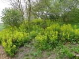 Euphorbia amygdaloides var. robbiae