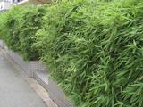 Fargesia 'Green Hedge'  60/100, 5L,20/25T