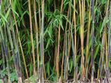 Fargesia nitida 'Great Wall'  60/100, 20/25T