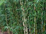 Fargesia robusta 'Pingwu'  60/100, 5L,20/25T